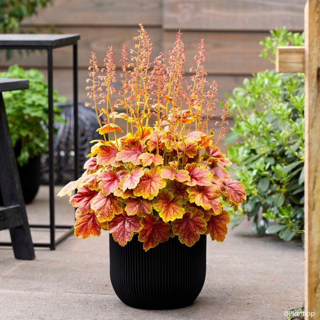 Heuchère - Heuchera Eternal Flame