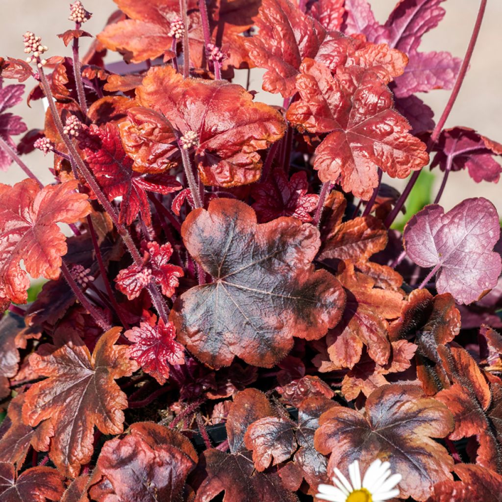 Heucherella Brass Lantern®