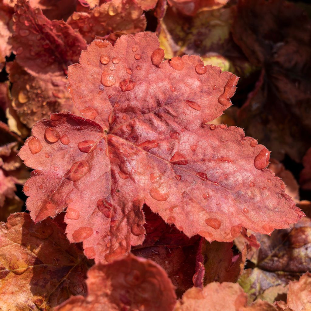 Heucherella Redstone Fall