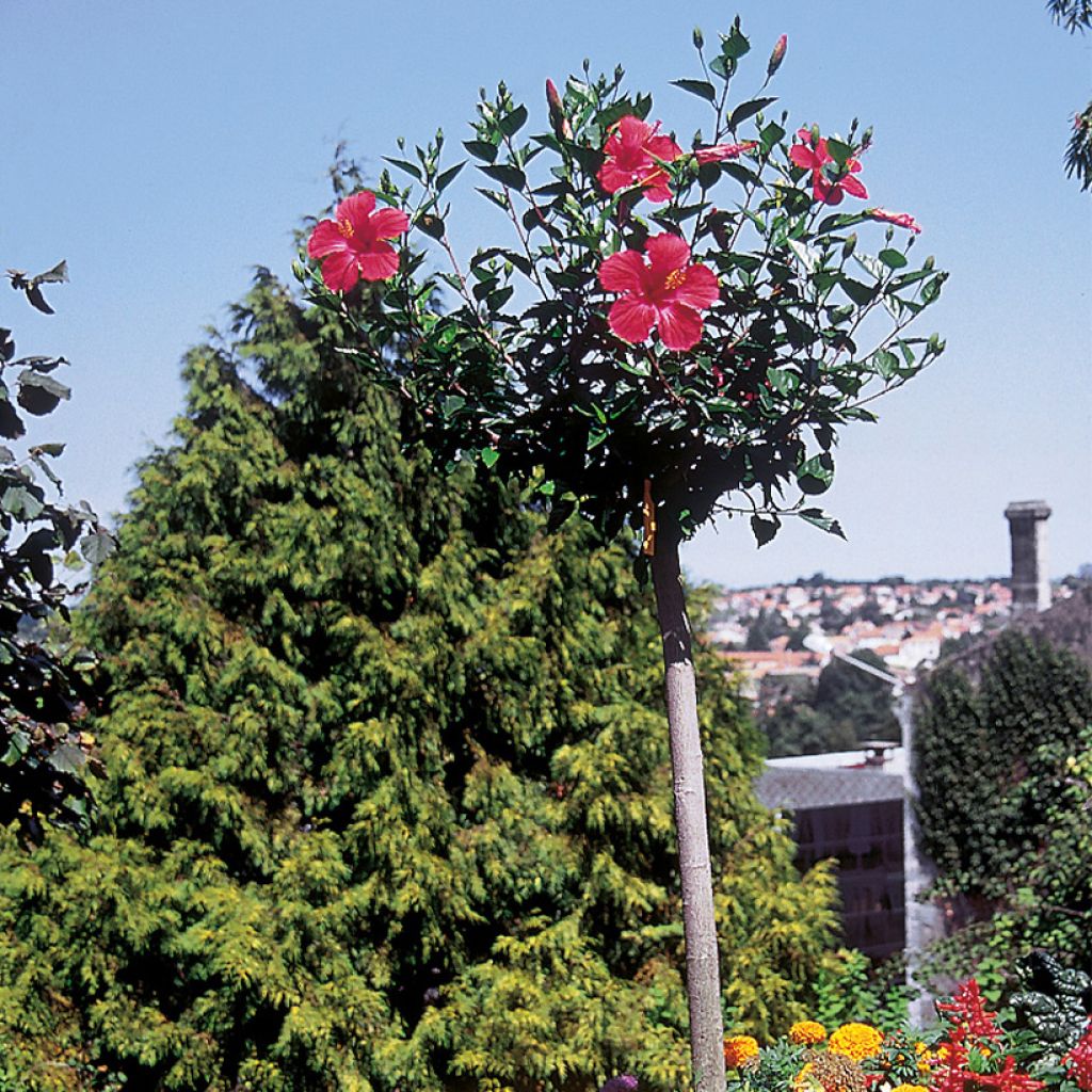 Hibiscus Sunny Cities Premiere Red