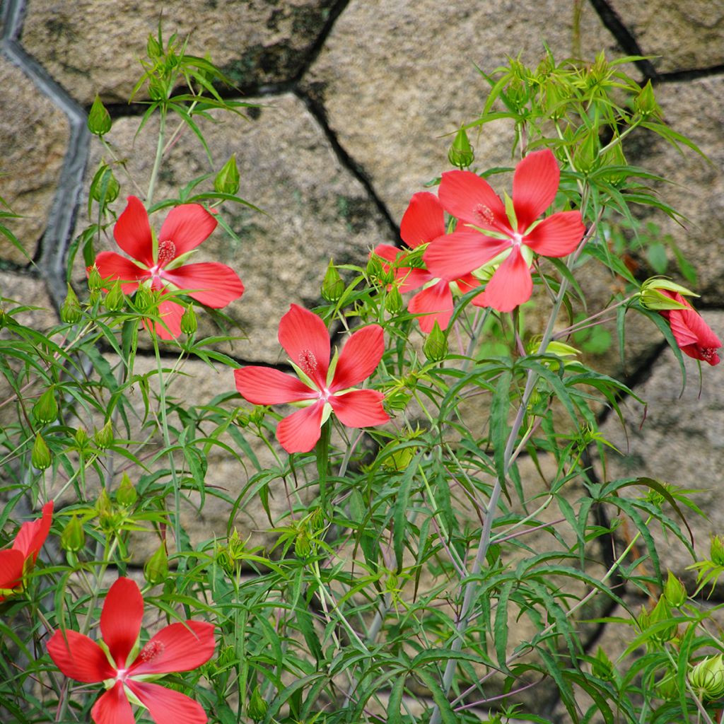 Hibiscus coccineus - Ketmie écarlate - Étoile du Texas.