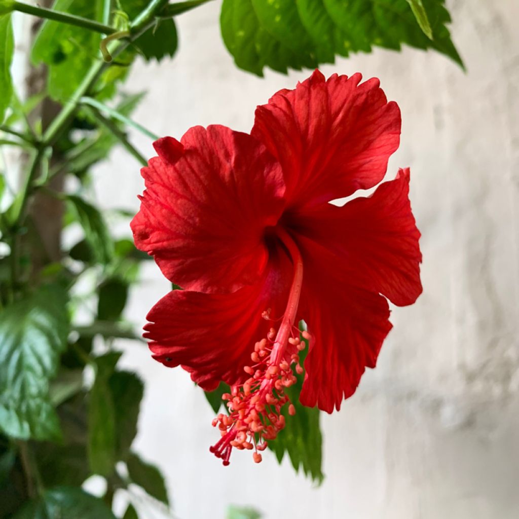 Hibiscus rosa-sinensis - Rose de Chine