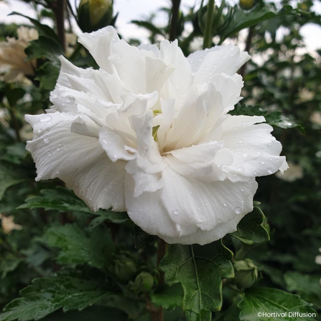 Hibiscus syriacus French Cabaret White - Althea double blanc