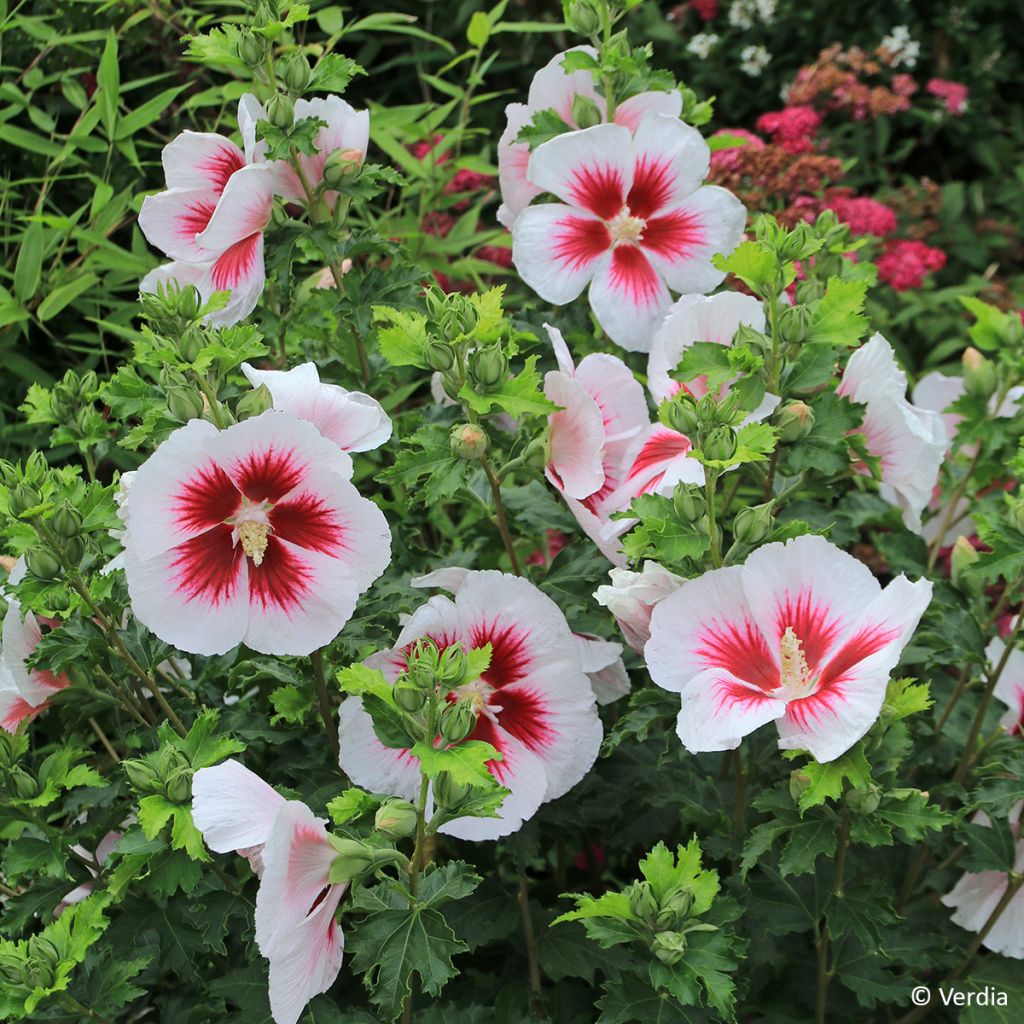 Hibiscus syriacus Hibisa Blanco - Althéa