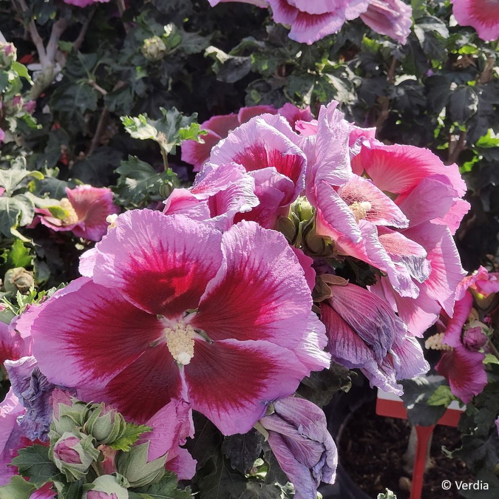 Hibiscus syriacus Hibisa Cocktail - Althéa