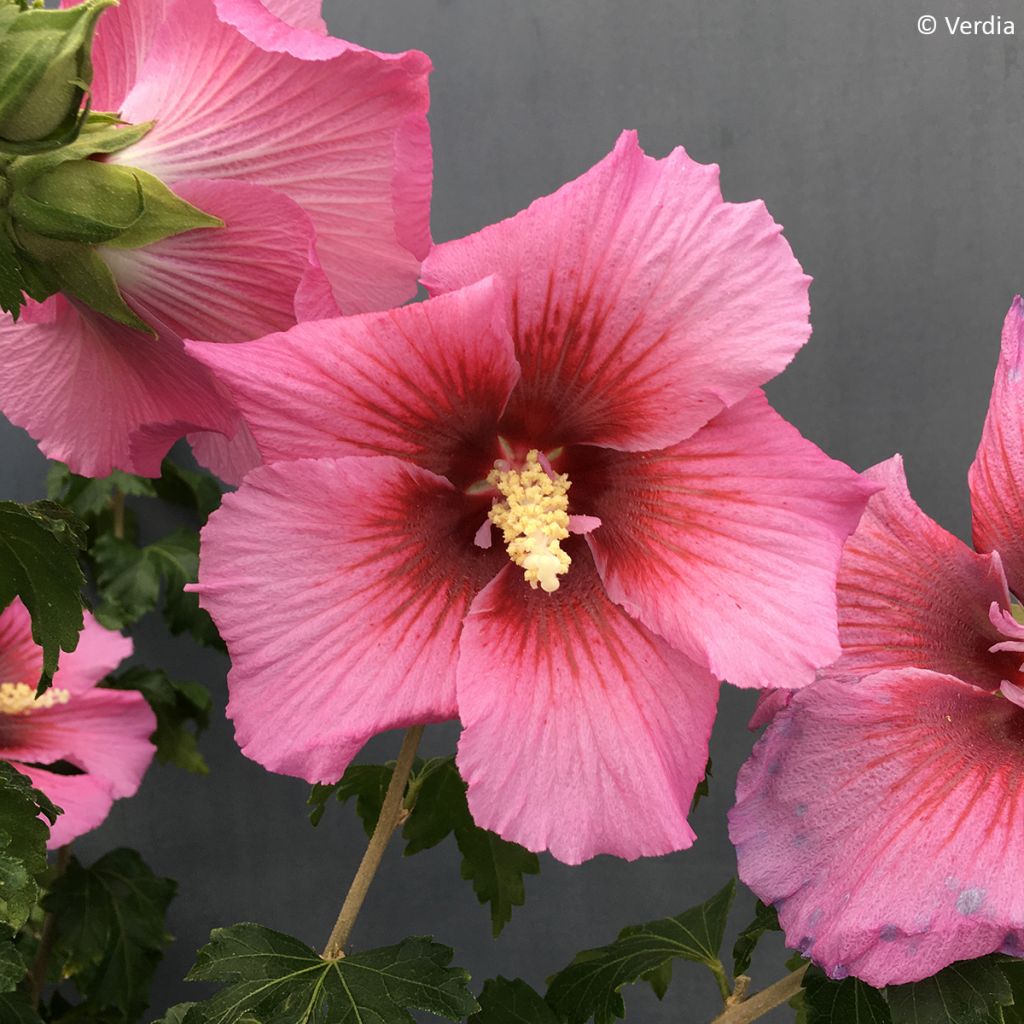 Hibiscus syriacus Hibisa Rosada - Althéa