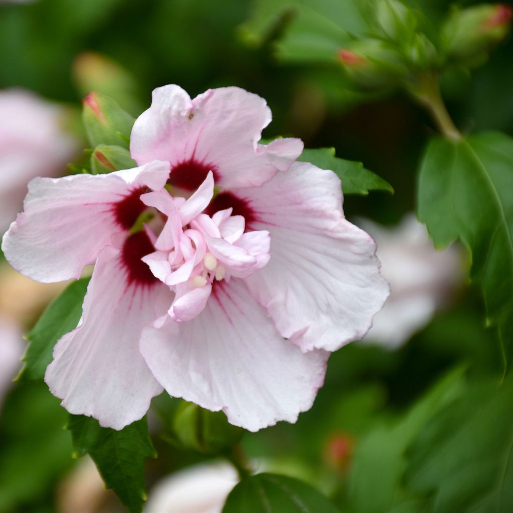Hibiscus syriacus Leopoldii - Althea en arbre