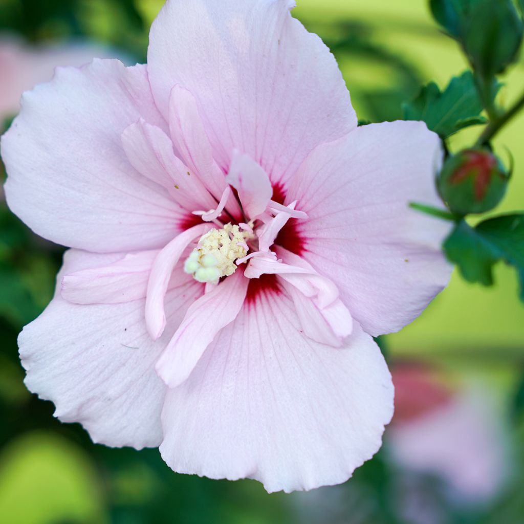 Hibiscus syriacus Pink Chiffon - Althéa semi-double rose pâle