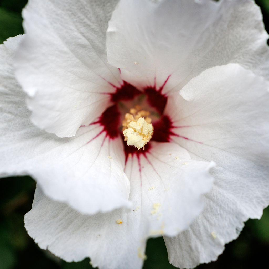Hibiscus syriacus Red Heart - Mauve en arbre