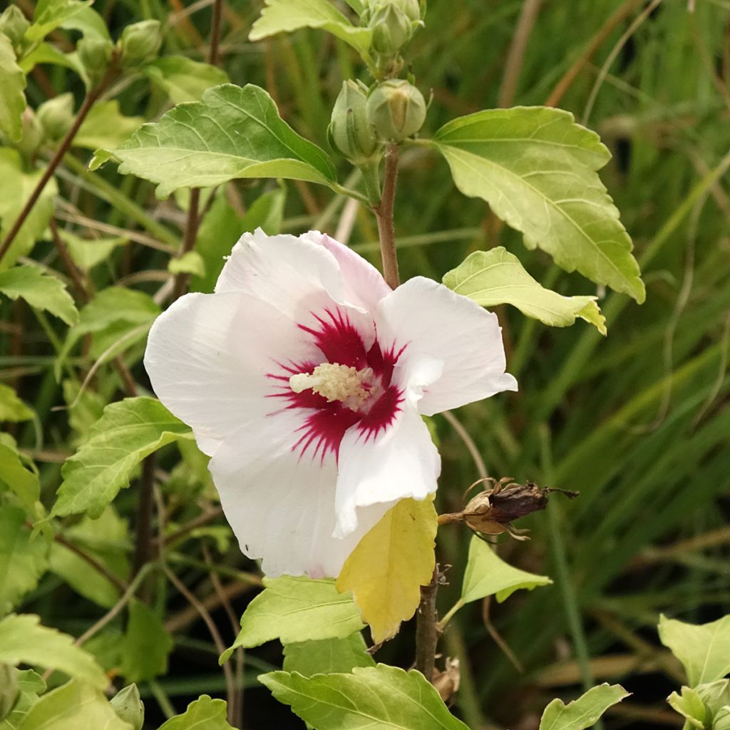 Hibiscus syriacus Shintaeyang - Althéa blanc à coeur rouge cerise