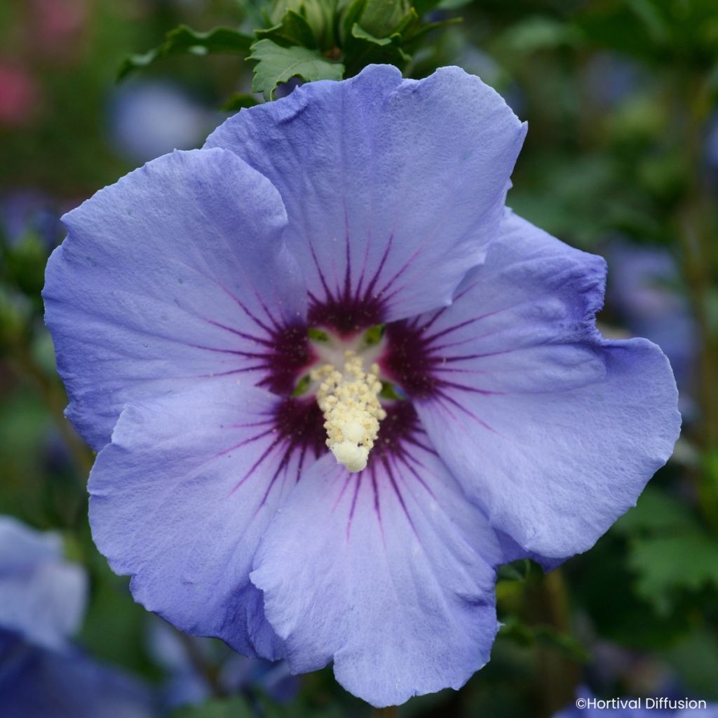 Hibiscus syriacus Sup'Blue - Althéa bleu