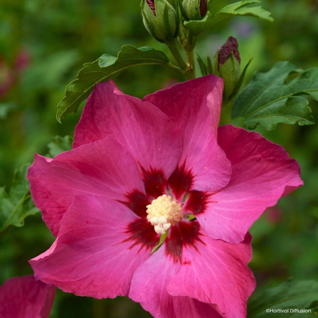 Hibiscus syriacus Sup’Bridge - Althéa