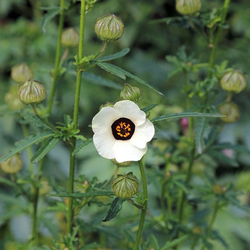 Hibiscus trionum - Ketmie d'Afrique, Fleur d'une heure