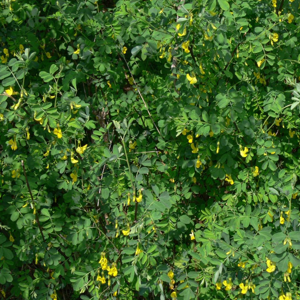 Hippocrepis (Coronilla) emerus - Coronille des jardins.
