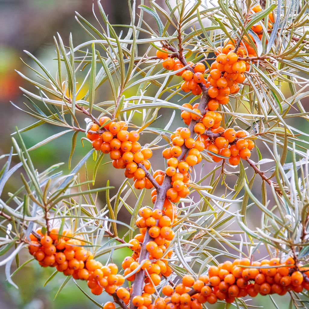 Graines d'Argousier - Hippophae rhamnoides