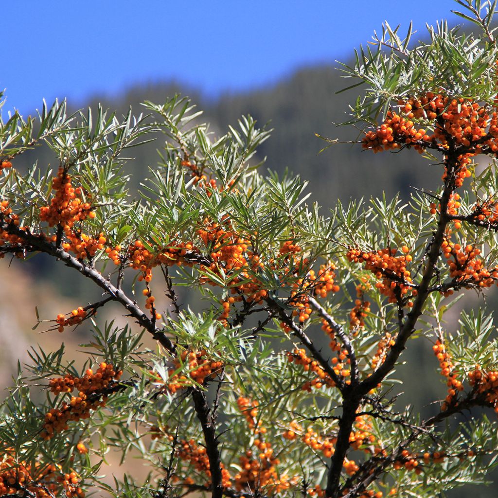 Graines d'Argousier - Hippophae rhamnoides