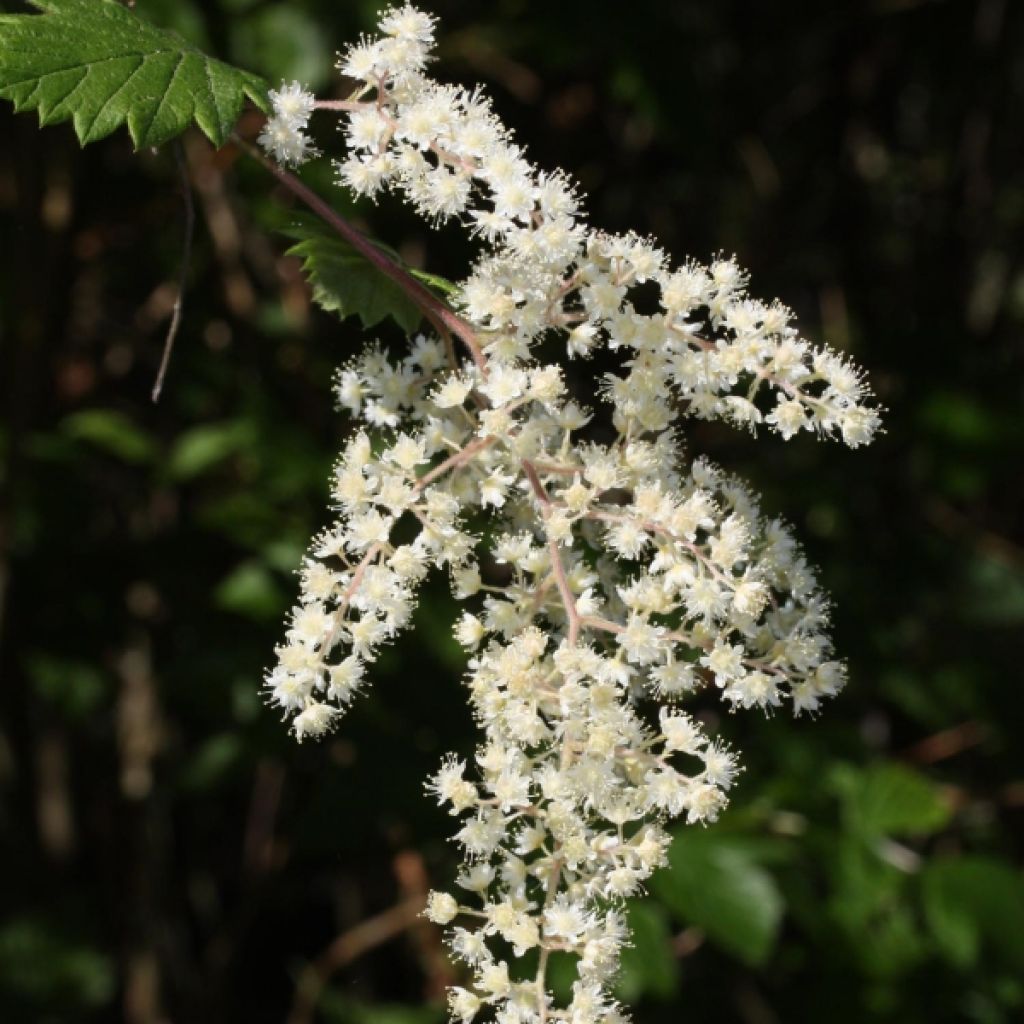 Holodiscus discolor - Holodisque discolore
