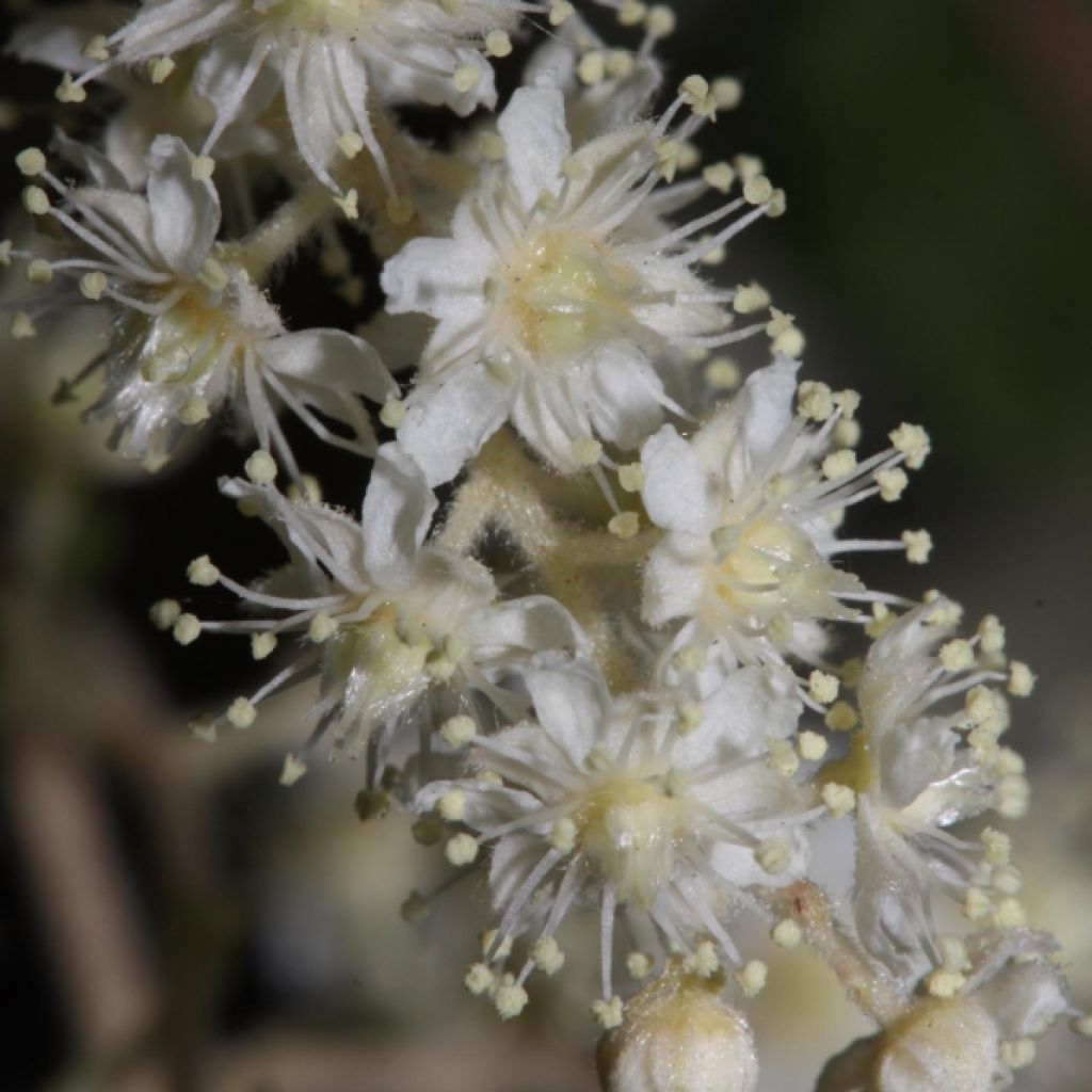 Holodiscus discolor - Holodisque discolore