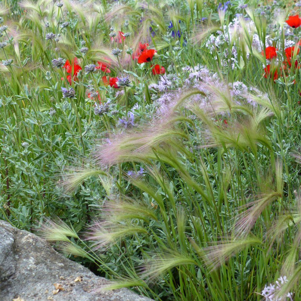 Graines d'Hordeum jubatum - Orge à crinière