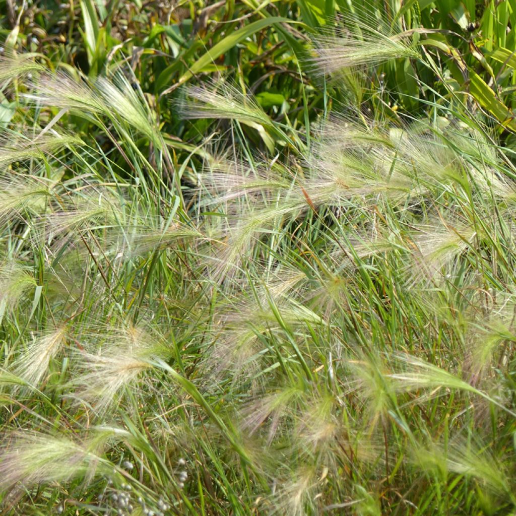 Graines d'Hordeum jubatum - Orge à crinière