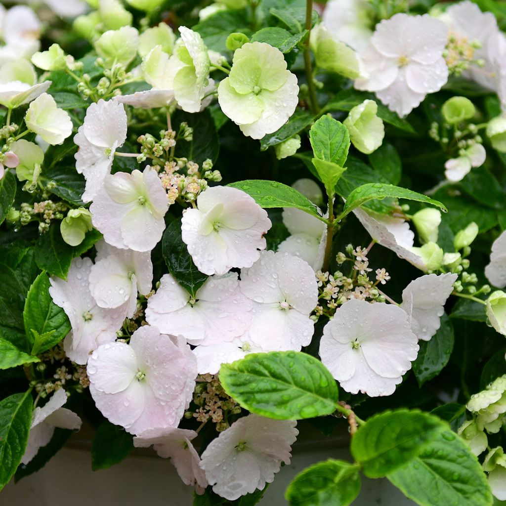 Hortensia - Hydrangea Runaway Bride
