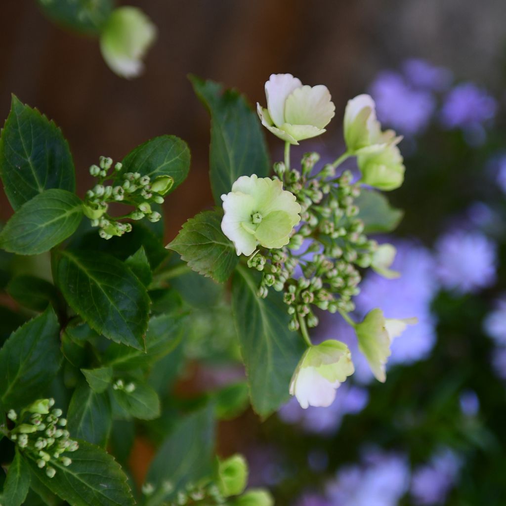 Hortensia - Hydrangea Runaway Bride