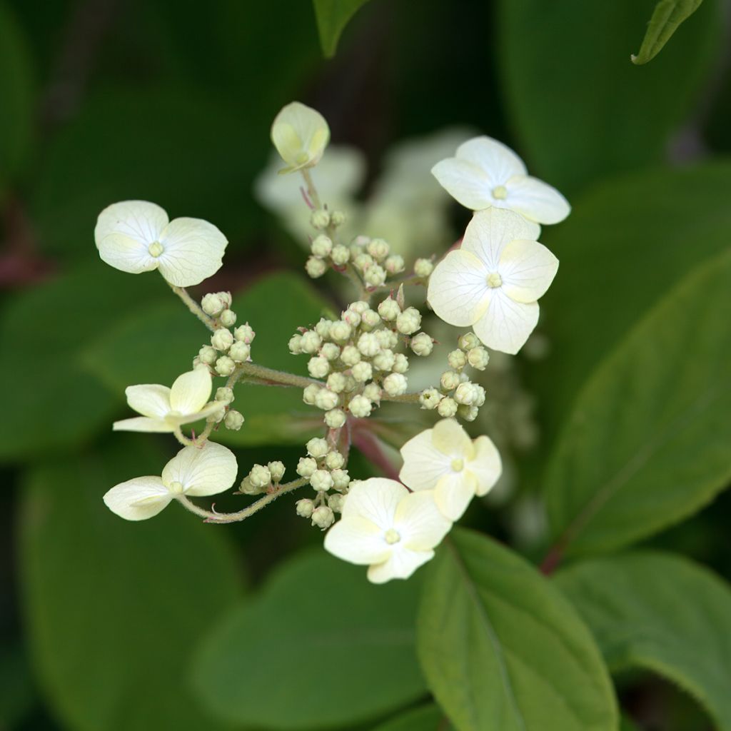 Hortensia - Hydrangea heteromalla