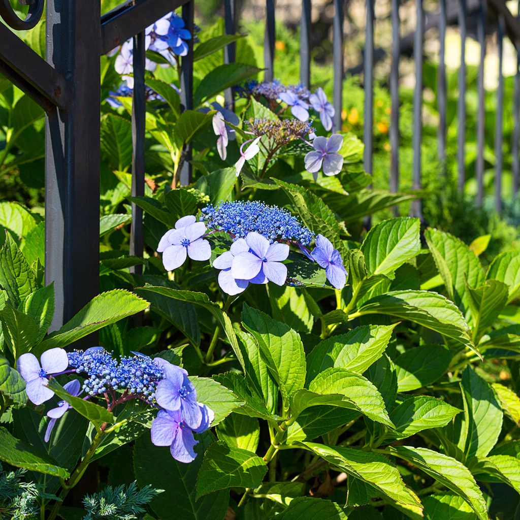 Hortensia - Hydrangea macrophylla Blaumeise