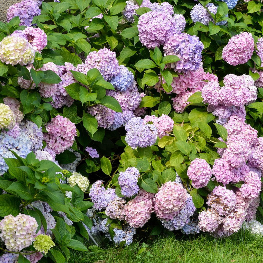 Hortensia - Hydrangea macrophylla Bodensee