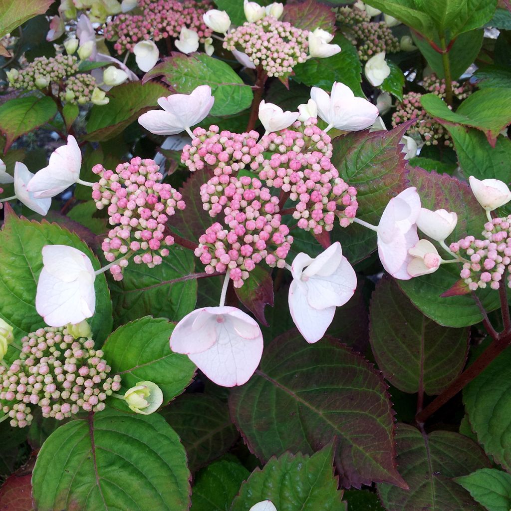 Hortensia - Hydrangea macrophylla Dolce Gipsy