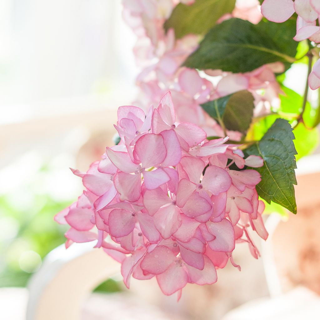 Hortensia - Hydrangea macrophylla Endless Summer The Bride