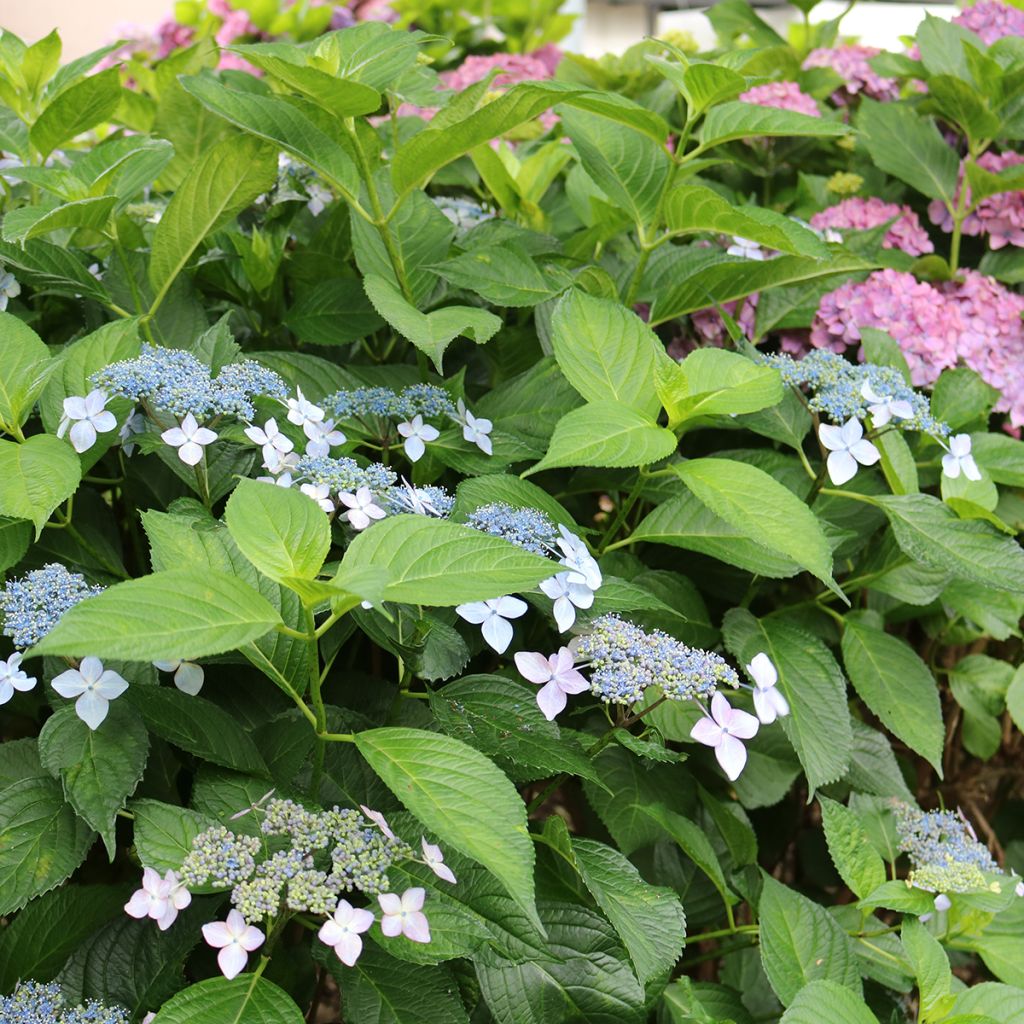 Hortensia - Hydrangea macrophylla Great Star Blanc Bleu