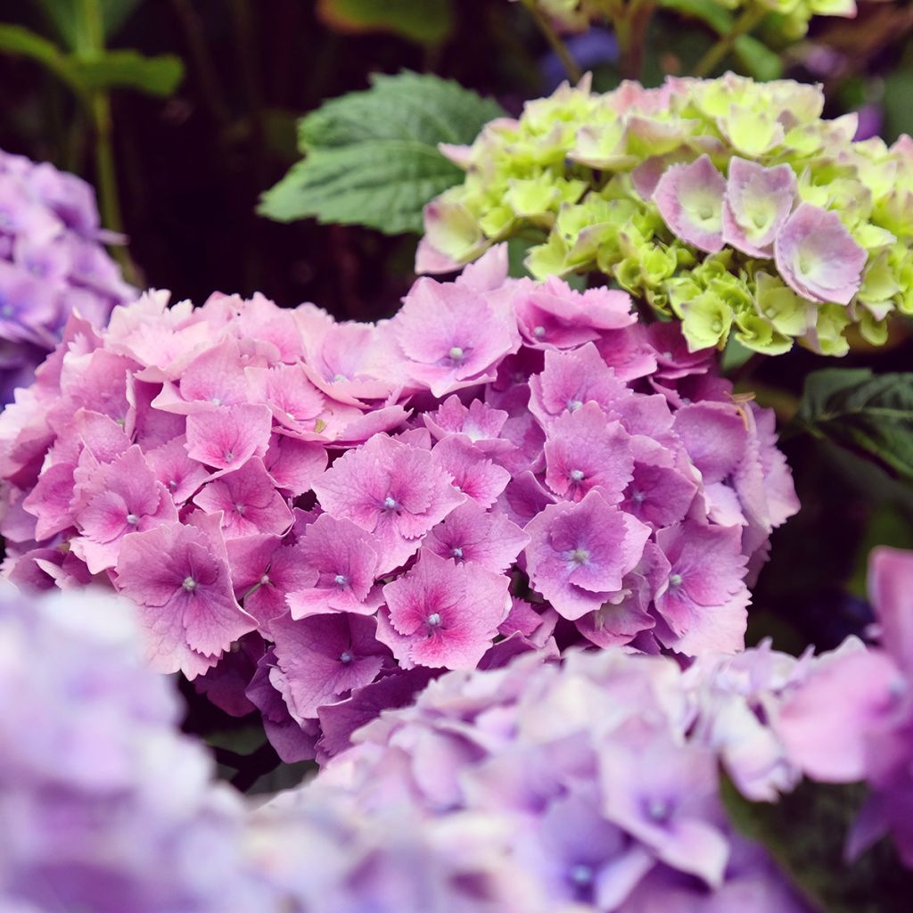 Hortensia - Hydrangea macrophylla Hambourg
