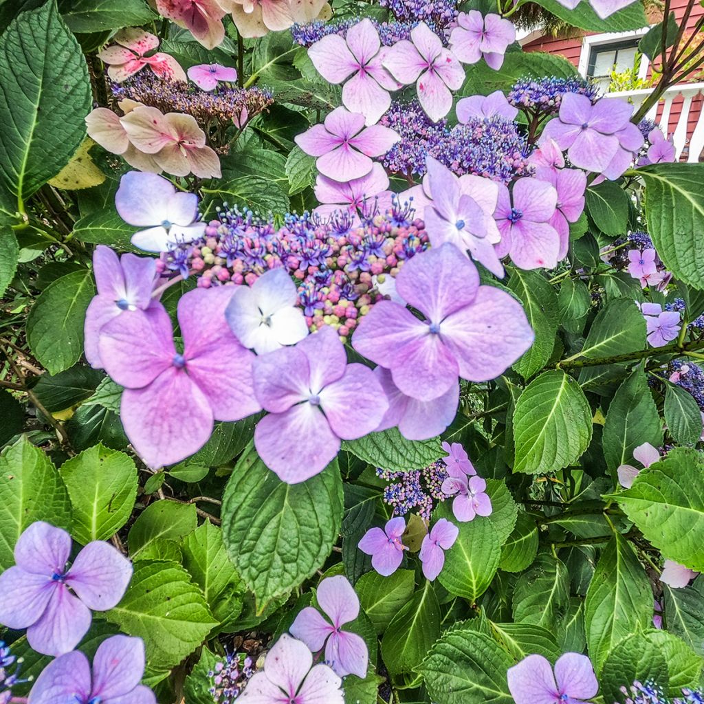 Hortensia - Hydrangea macrophylla Kardinal Violet