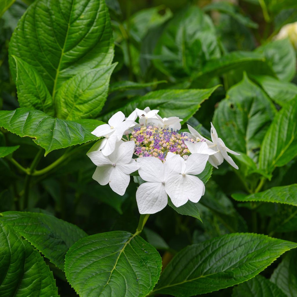 Hortensia - Hydrangea macrophylla Libelle (Teller white)
