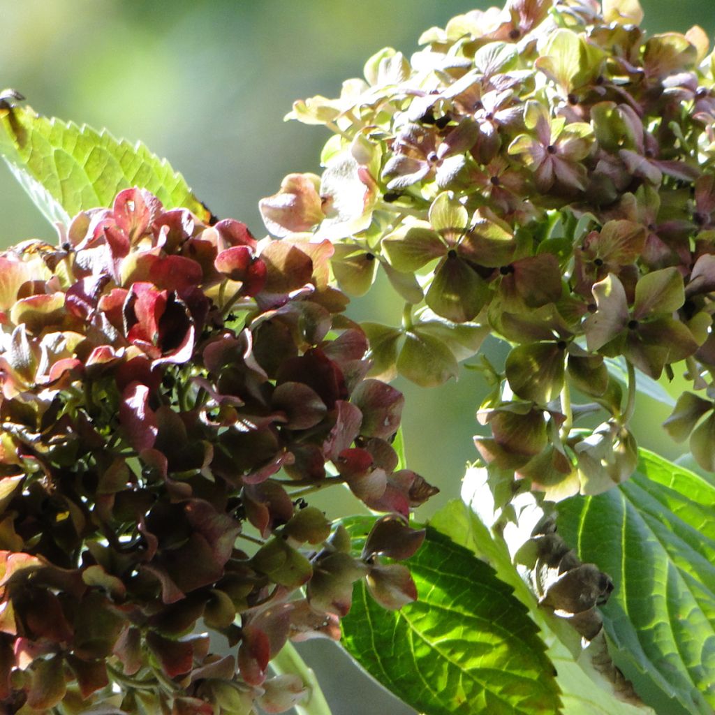 Hortensia - Hydrangea macrophylla Magical Crimson