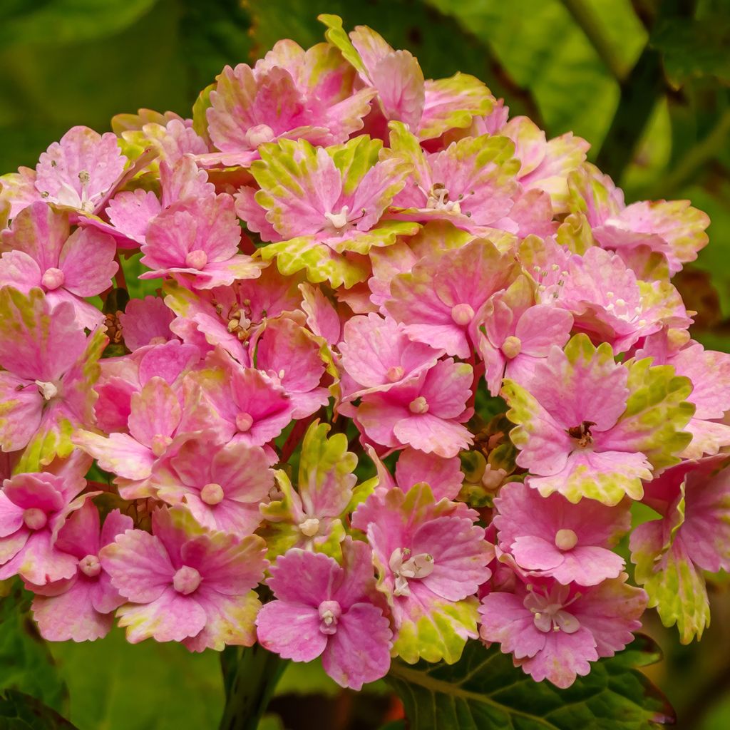 Hortensia - Hydrangea macrophylla Magical Jade