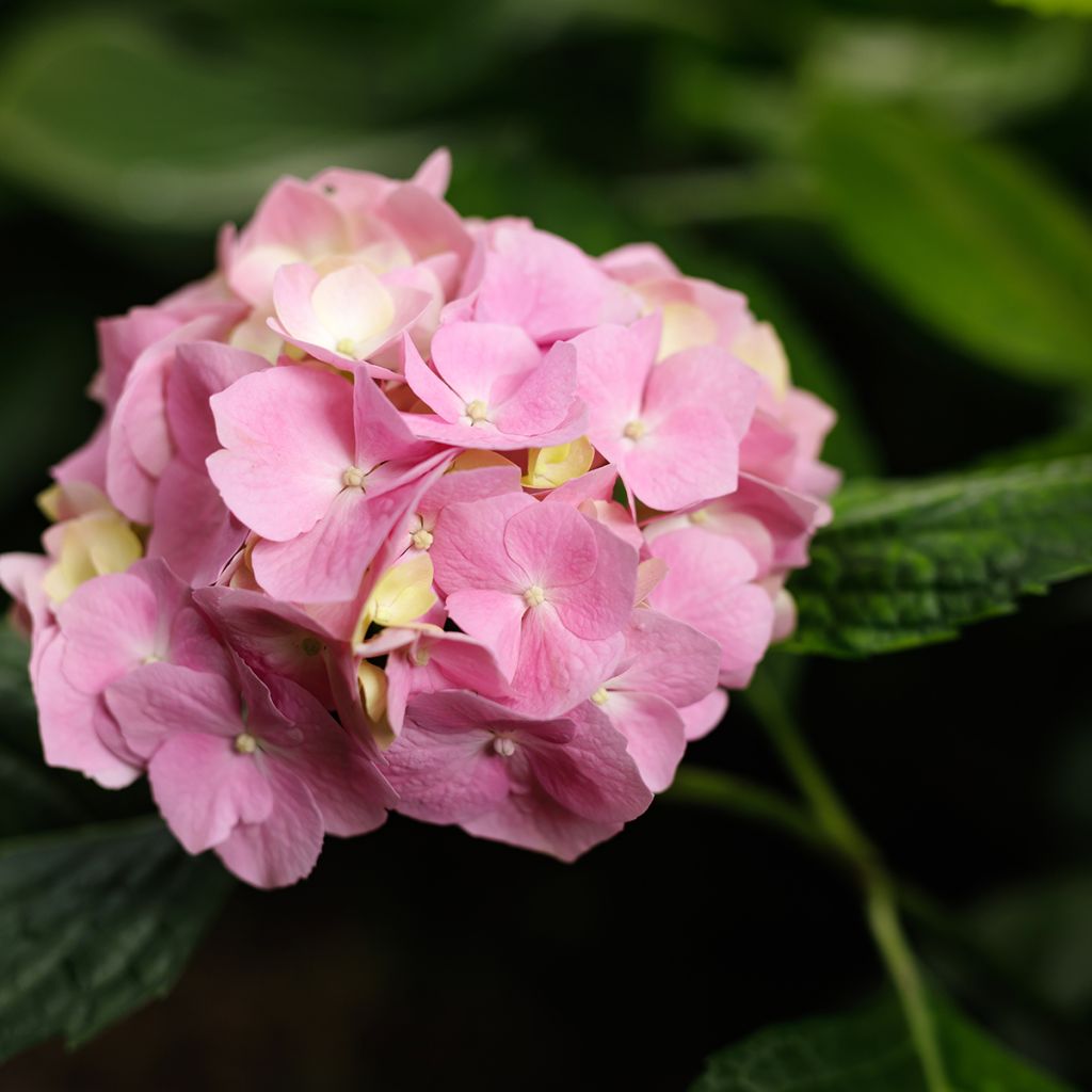 Hortensia - Hydrangea macrophylla Messalina