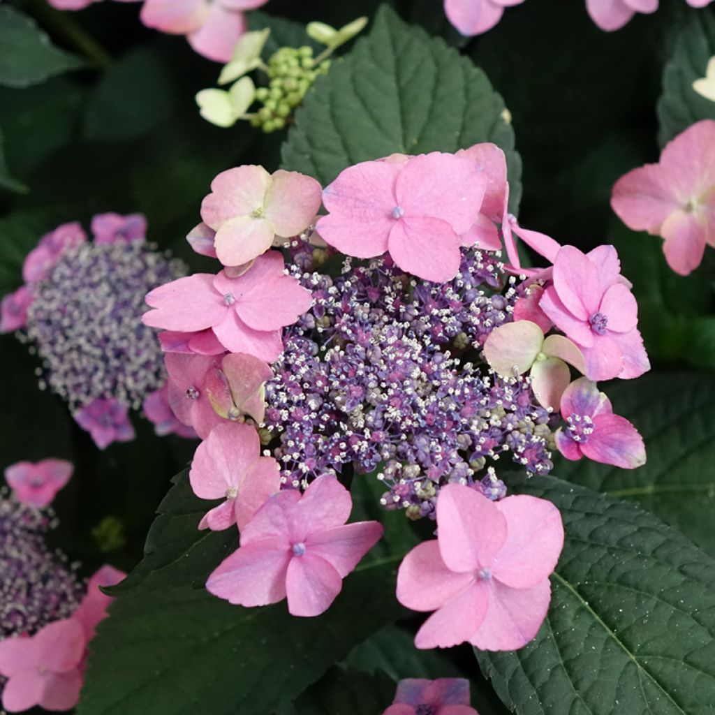 Hortensia - Hydrangea macrophylla Nanping