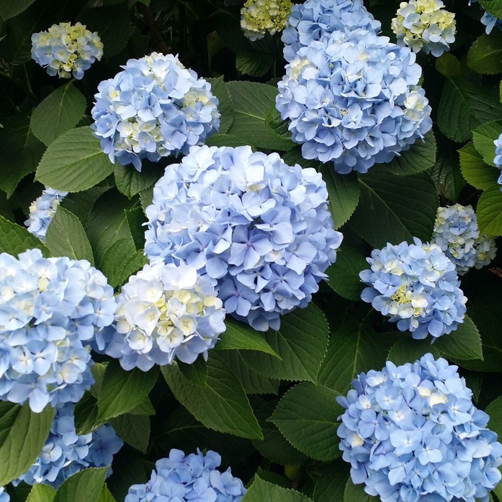Hortensia - Hydrangea macrophylla Nikko Blue