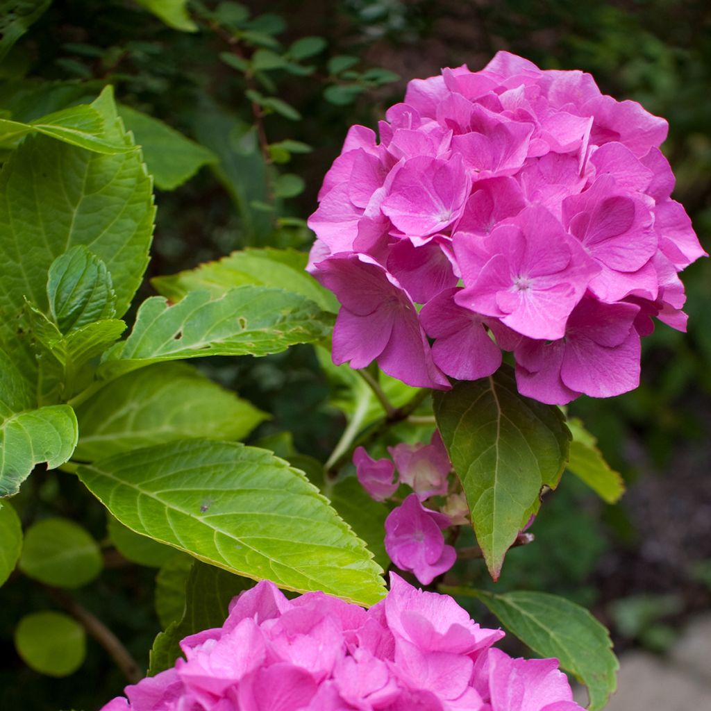 Hortensia - Hydrangea macrophylla Pia