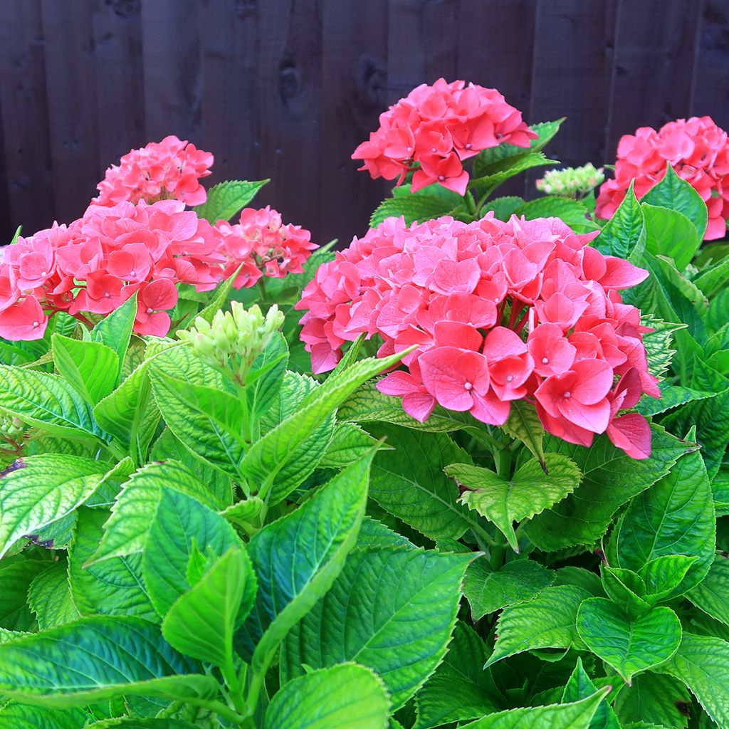 Hortensia - Hydrangea macrophylla Pia