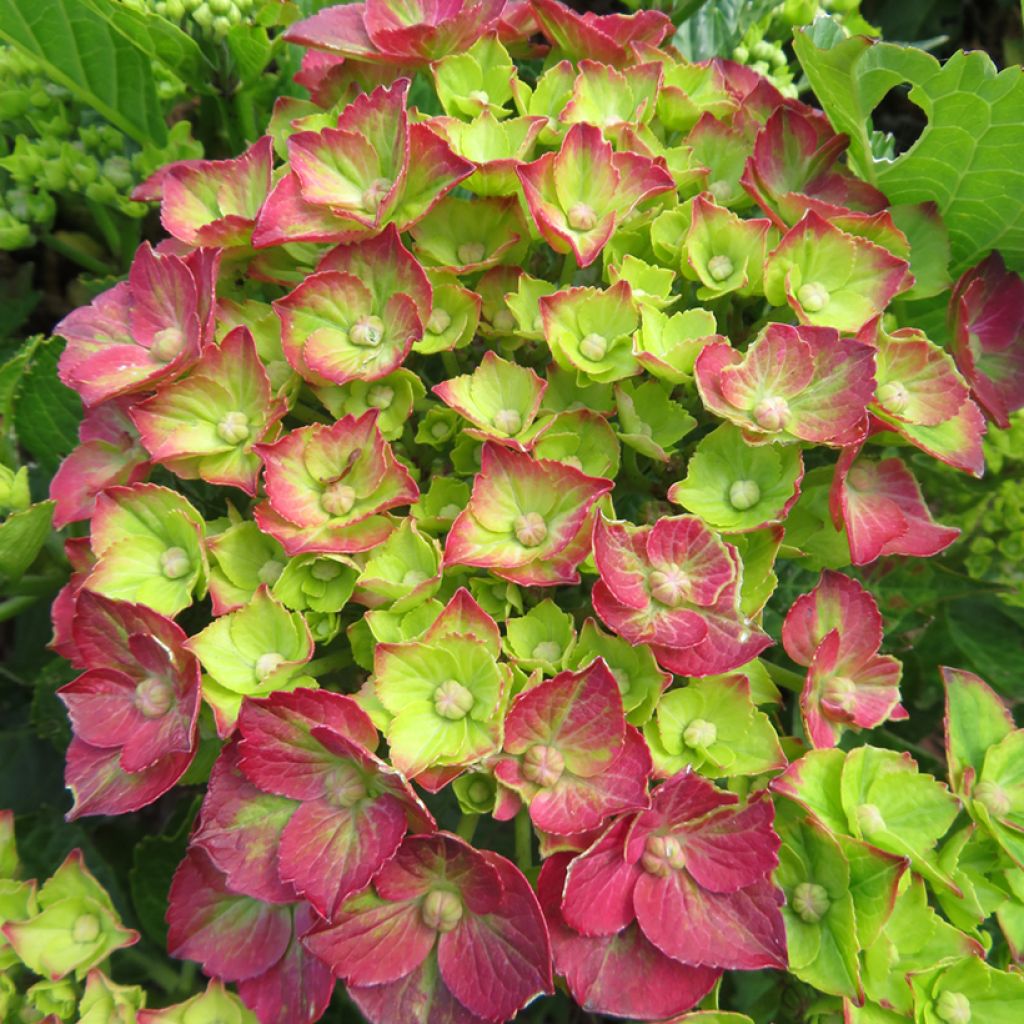 Hortensia - Hydrangea macrophylla Rebellion Choco Love