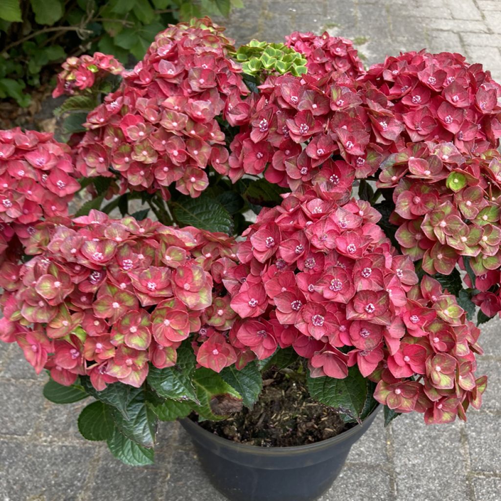 Hortensia - Hydrangea macrophylla Rebellion Choco Love