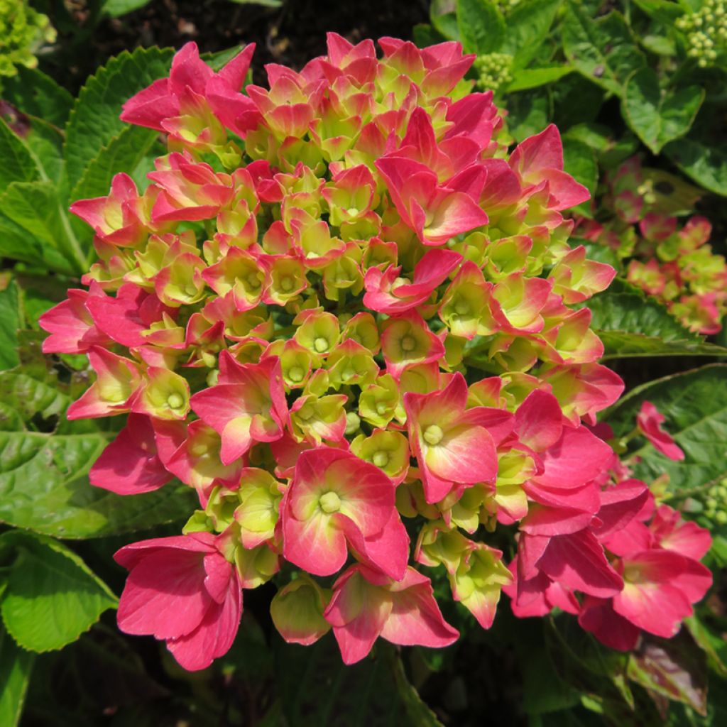 Hortensia - Hydrangea macrophylla Rebellion Dark Pink Love