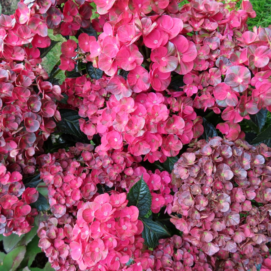 Hortensia - Hydrangea macrophylla Rebellion Pistachio Love