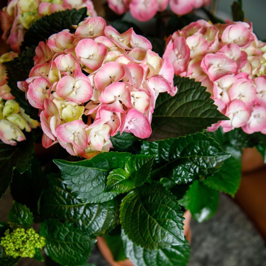 Hortensia - Hydrangea macrophylla Rembrandt Dolce Chic