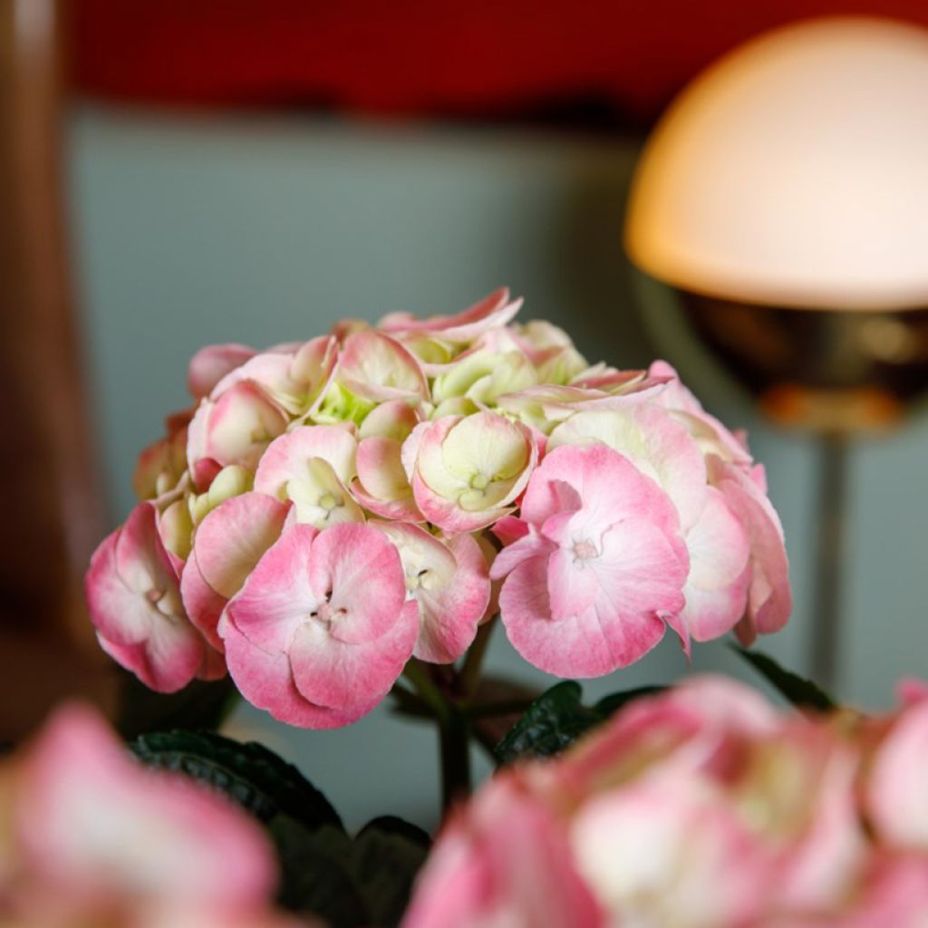 Hortensia - Hydrangea macrophylla Rembrandt Dolce Chic