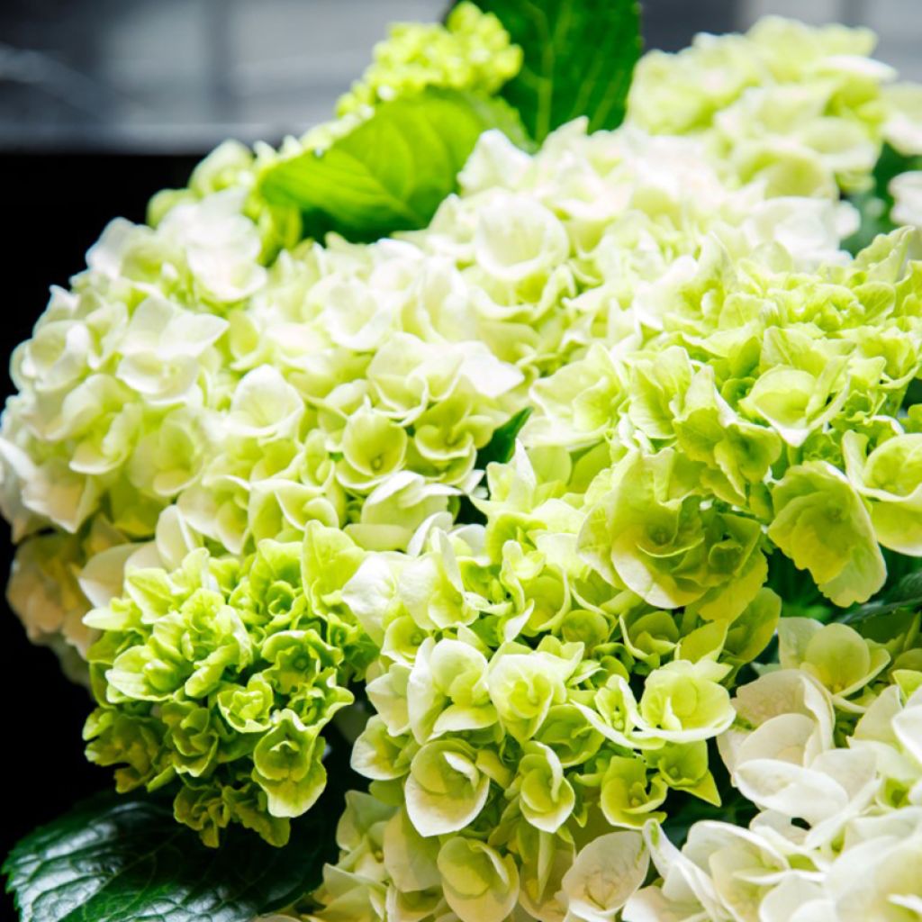Hortensia - Hydrangea macrophylla Rembrandt Elegant Rosa