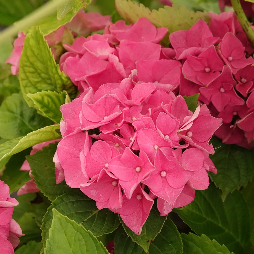 Hortensia - Hydrangea macrophylla Renate Steiniger